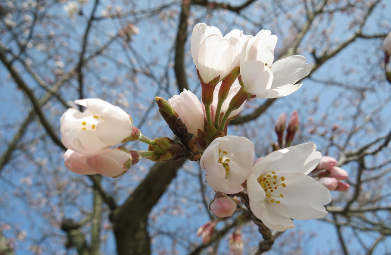 桜が咲いた!!鹿児島空港周辺の｢上床公園｣