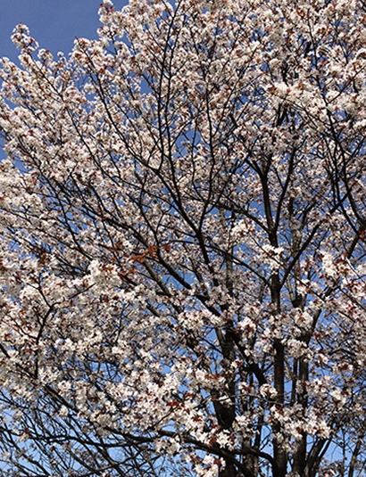 上床公園の桜