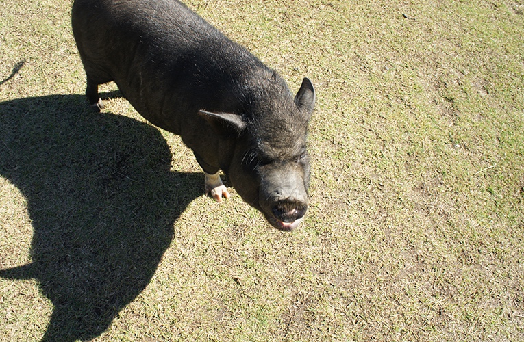 鹿児島の黒豚