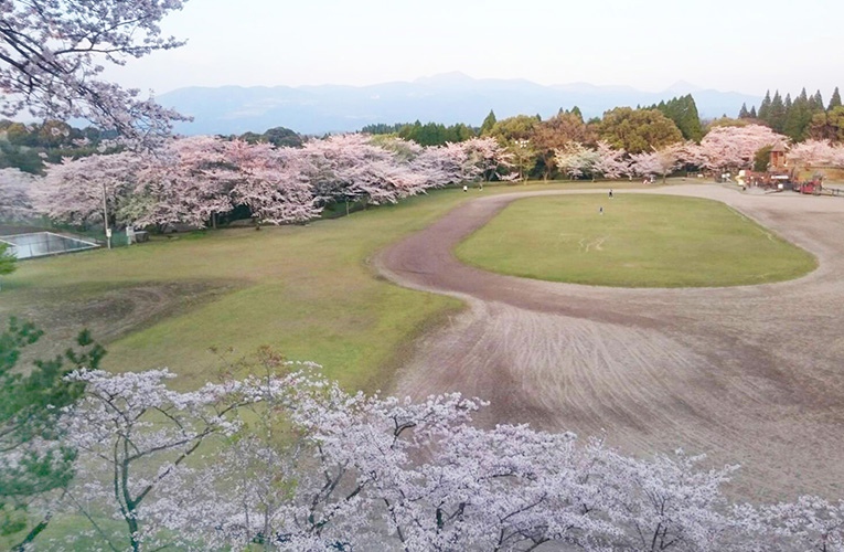 鹿児島の桜